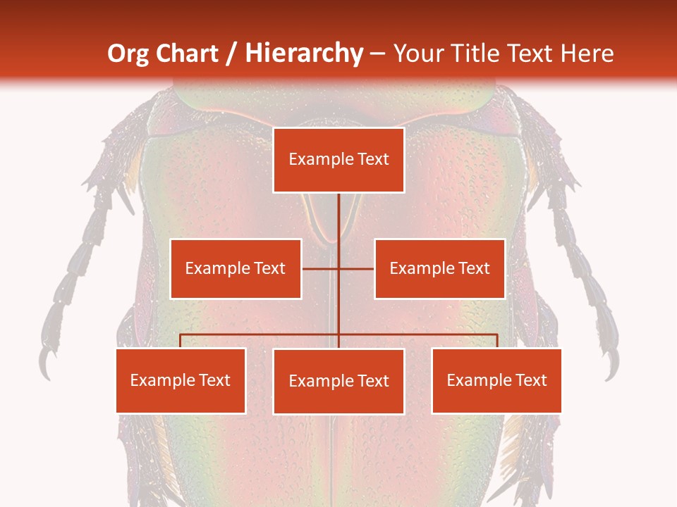 Potosia Scarab Scarabaeoidea PowerPoint Template