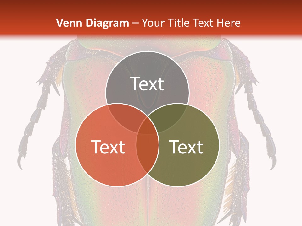 Potosia Scarab Scarabaeoidea PowerPoint Template