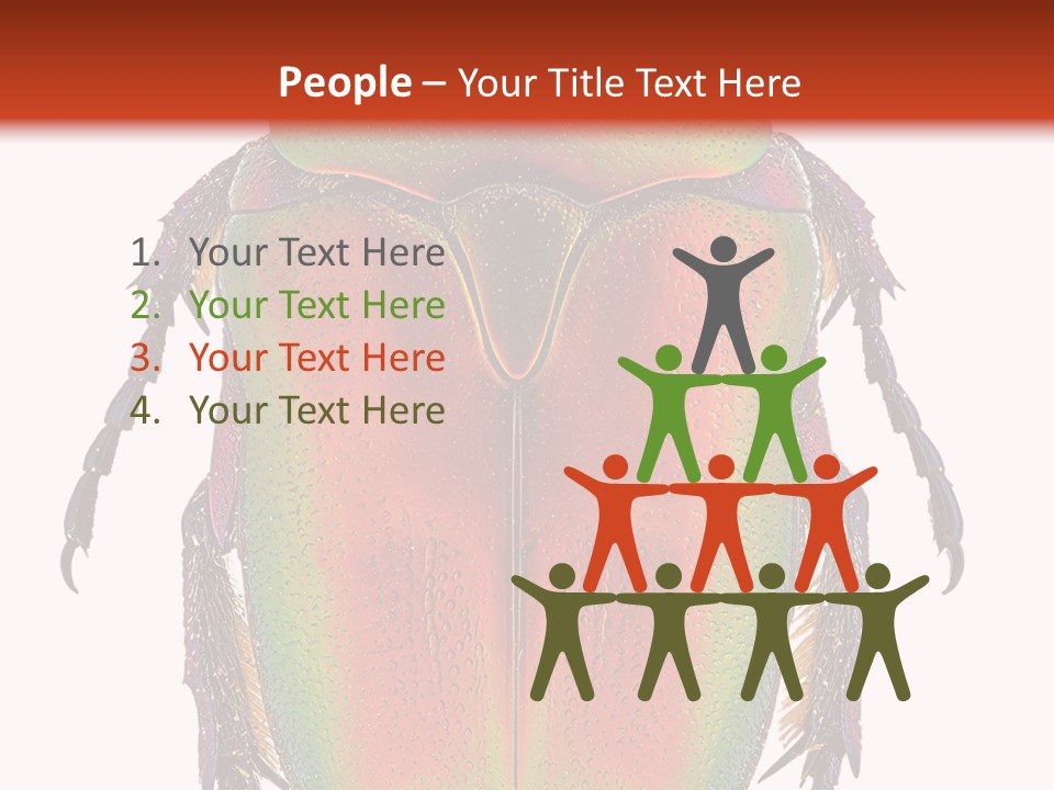 Potosia Scarab Scarabaeoidea PowerPoint Template