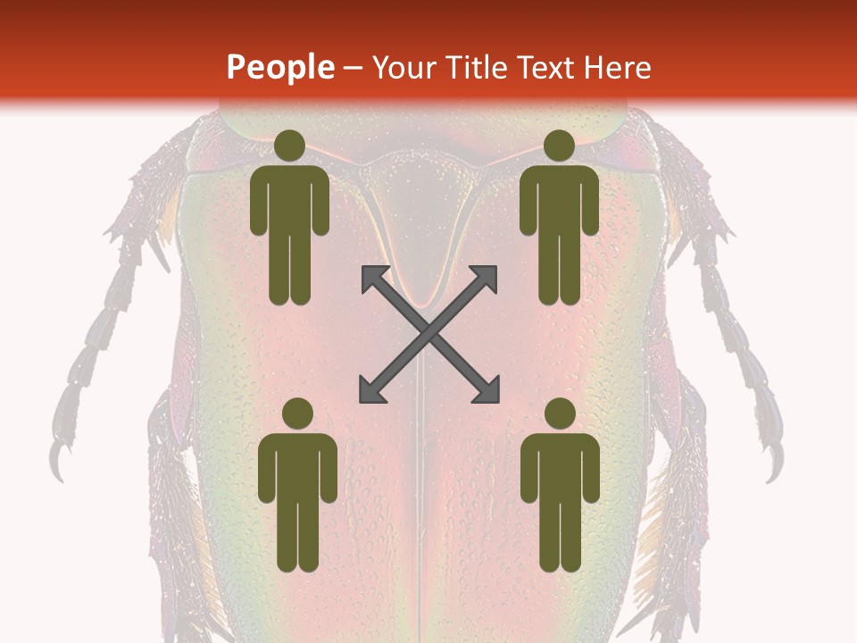 Potosia Scarab Scarabaeoidea PowerPoint Template