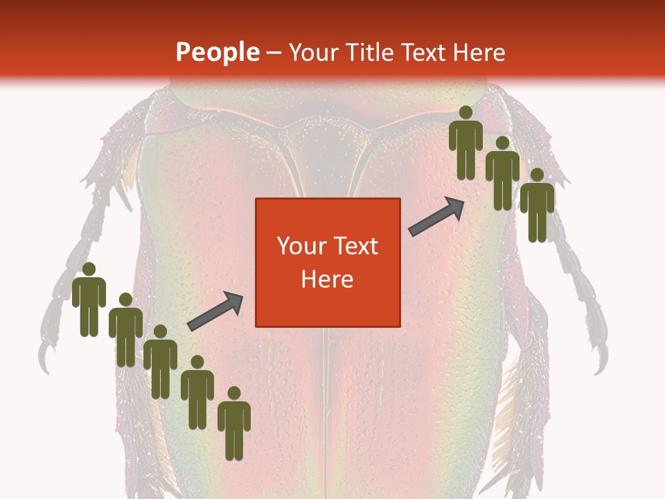 Potosia Scarab Scarabaeoidea PowerPoint Template