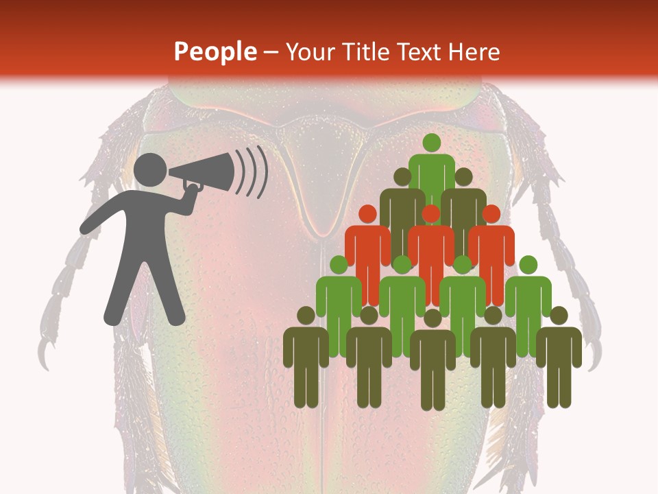 Potosia Scarab Scarabaeoidea PowerPoint Template