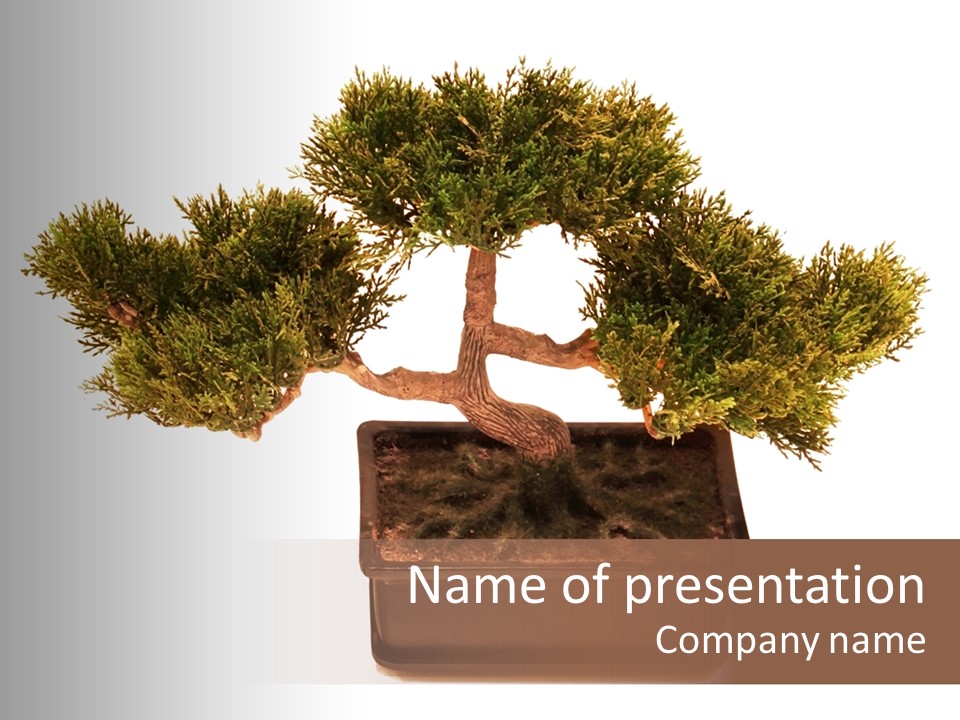 Tree Branch Plant PowerPoint Template