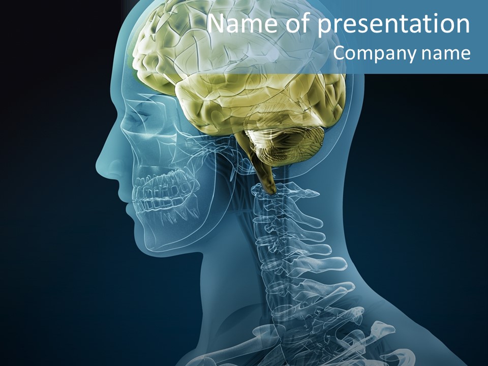 Organ Ray Cerebellum PowerPoint Template