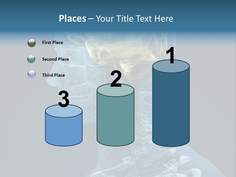 Organ Ray Cerebellum PowerPoint Template