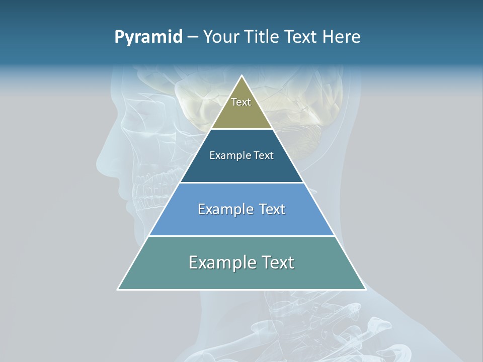 Organ Ray Cerebellum PowerPoint Template