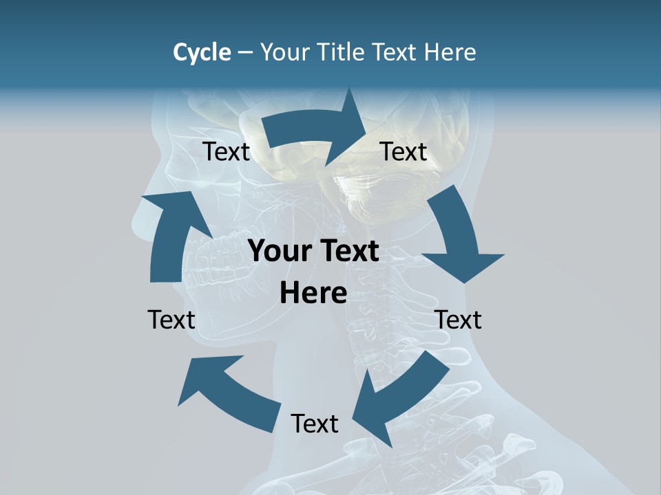 Organ Ray Cerebellum PowerPoint Template