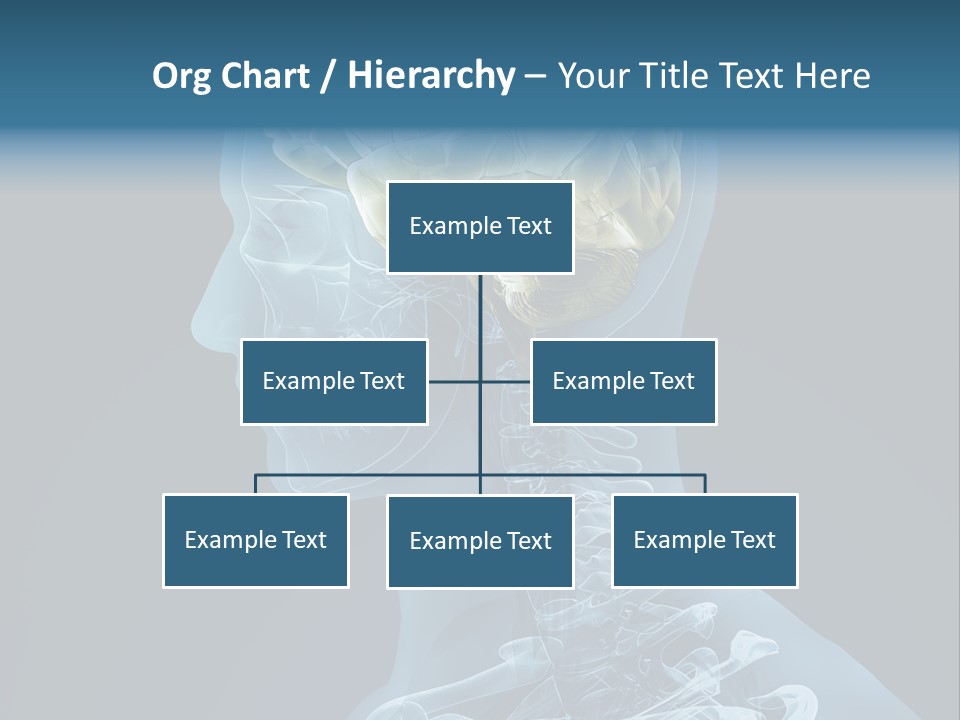 Organ Ray Cerebellum PowerPoint Template