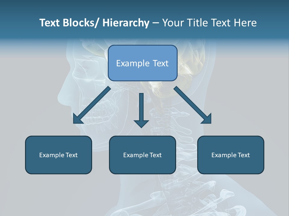Organ Ray Cerebellum PowerPoint Template
