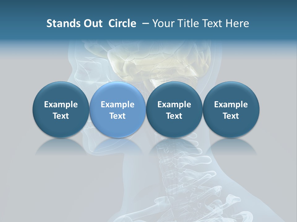 Organ Ray Cerebellum PowerPoint Template