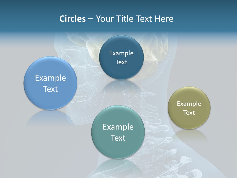 Organ Ray Cerebellum PowerPoint Template
