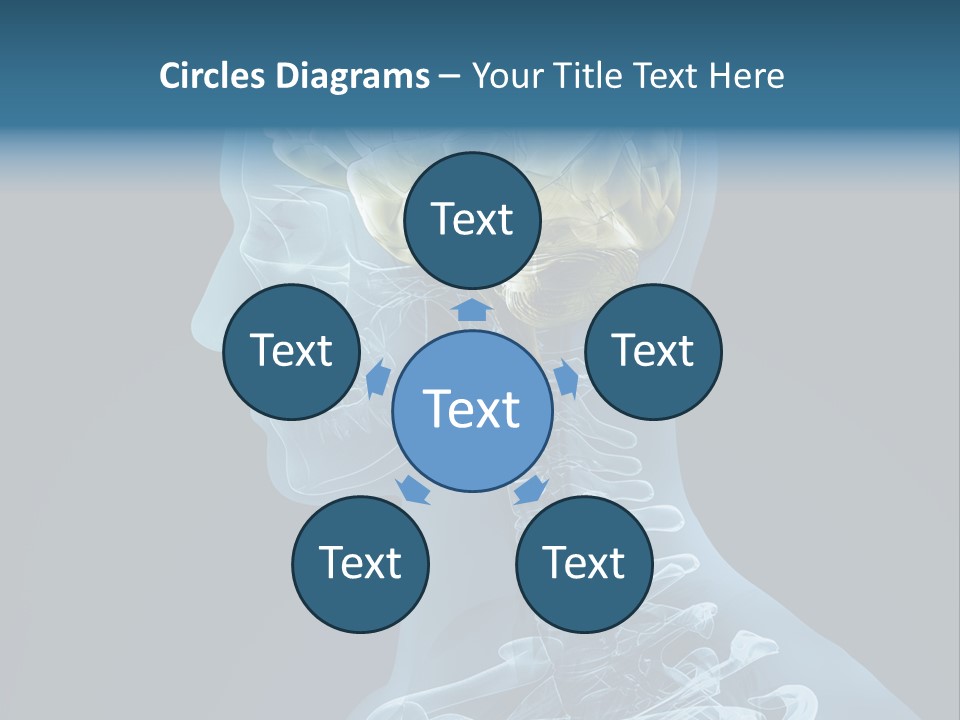 Organ Ray Cerebellum PowerPoint Template