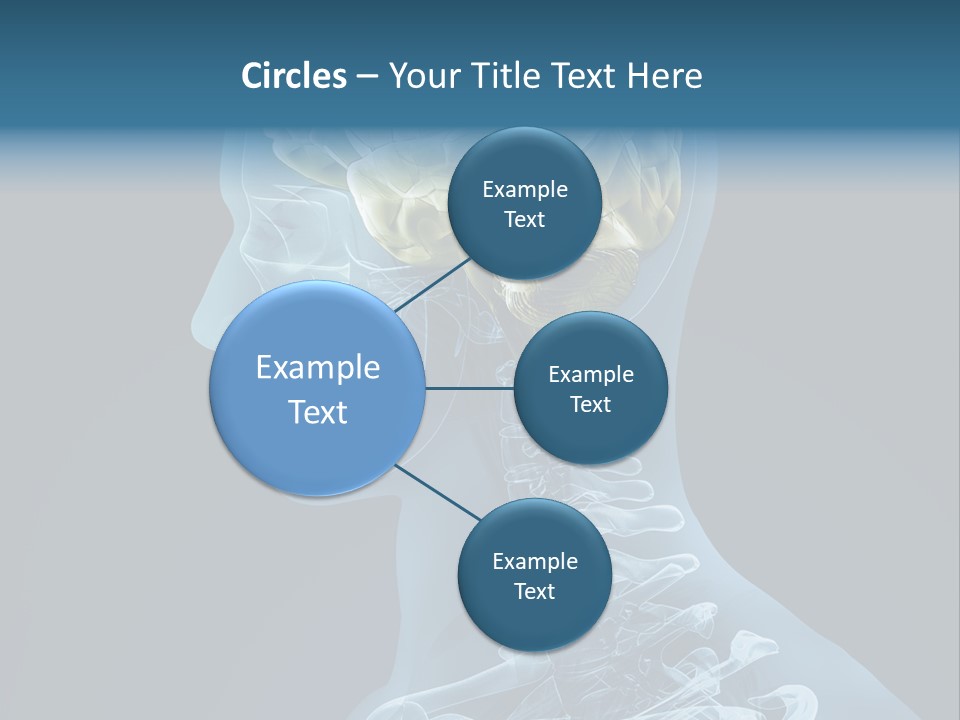 Organ Ray Cerebellum PowerPoint Template