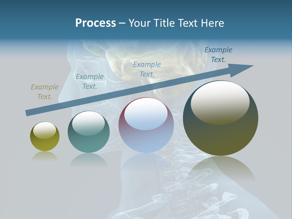 Organ Ray Cerebellum PowerPoint Template