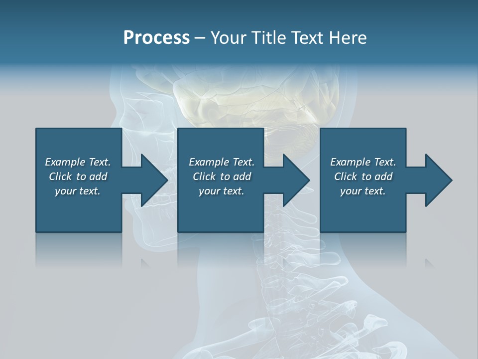 Organ Ray Cerebellum PowerPoint Template