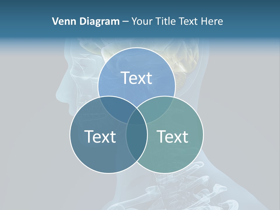 Organ Ray Cerebellum PowerPoint Template