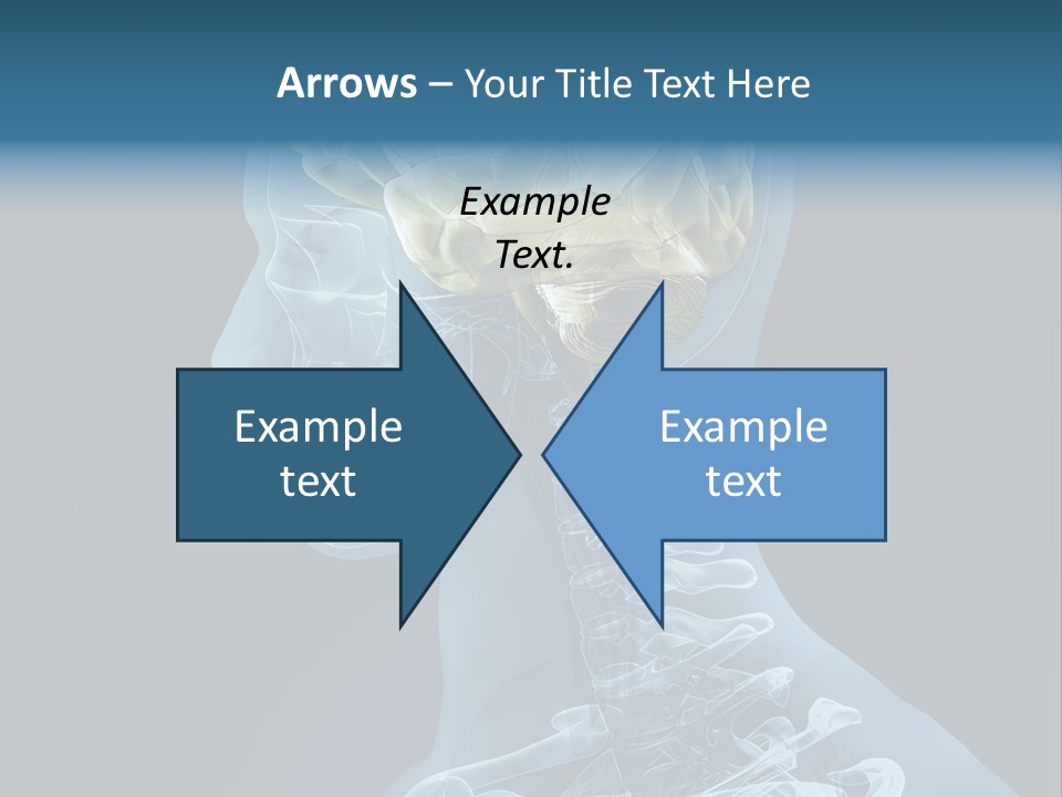 Organ Ray Cerebellum PowerPoint Template