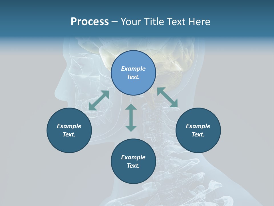 Organ Ray Cerebellum PowerPoint Template