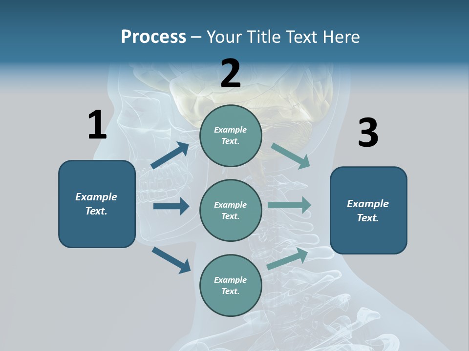Organ Ray Cerebellum PowerPoint Template