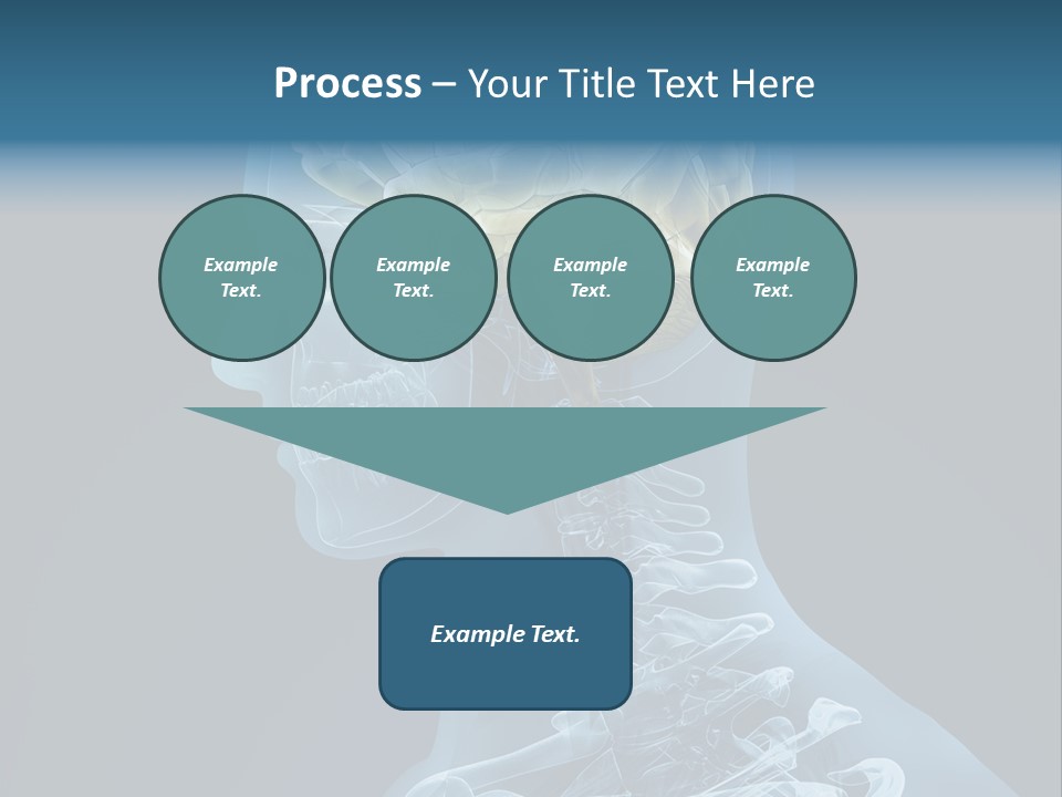 Organ Ray Cerebellum PowerPoint Template