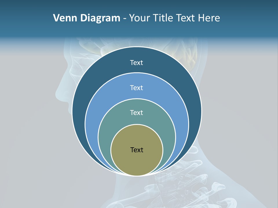 Organ Ray Cerebellum PowerPoint Template