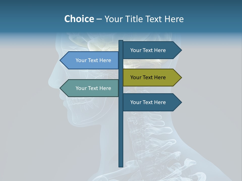 Organ Ray Cerebellum PowerPoint Template