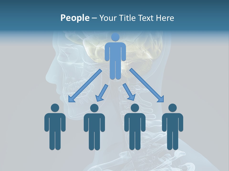Organ Ray Cerebellum PowerPoint Template