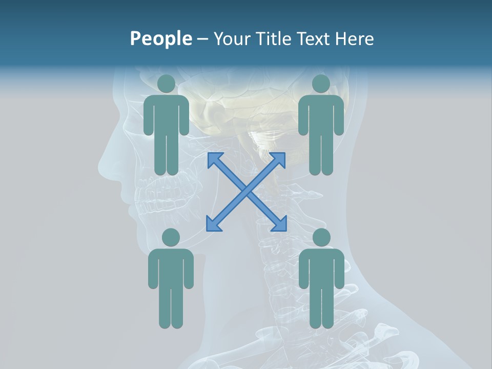 Organ Ray Cerebellum PowerPoint Template