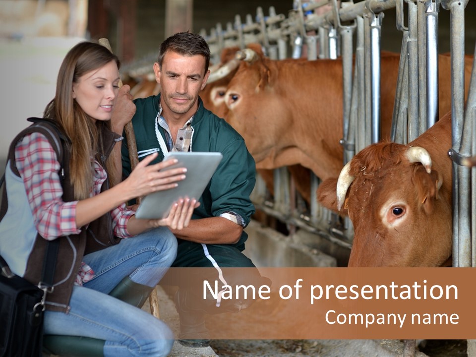 Cows Knelt Woman PowerPoint Template
