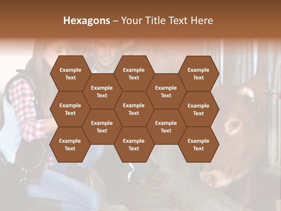 Cows Knelt Woman PowerPoint Template