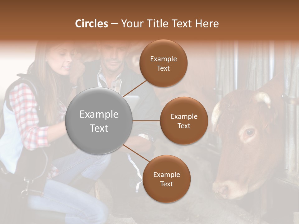 Cows Knelt Woman PowerPoint Template