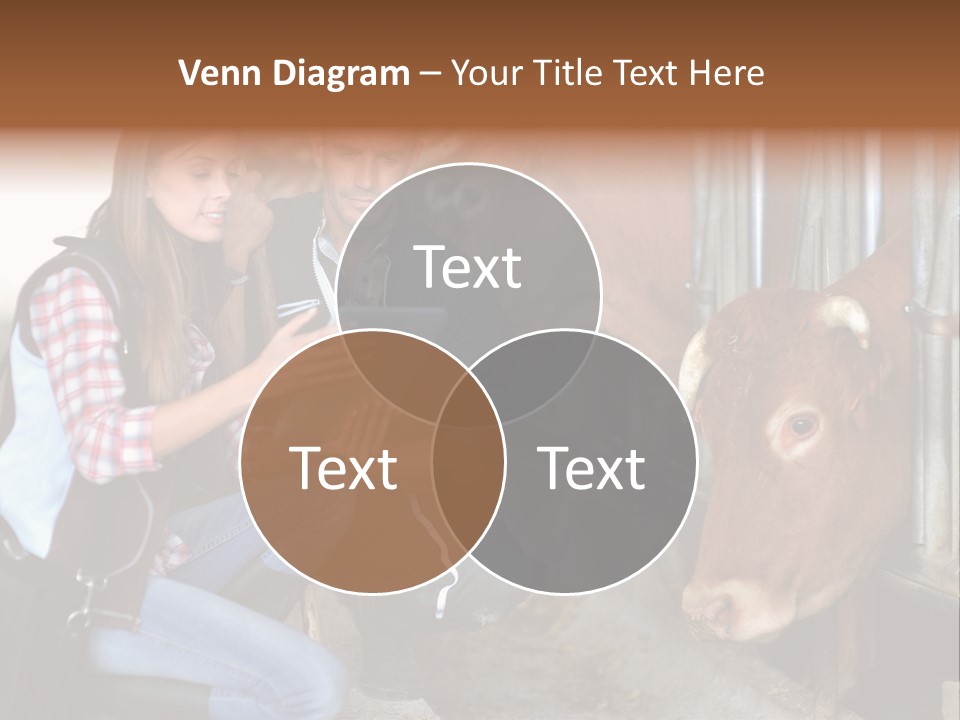 Cows Knelt Woman PowerPoint Template