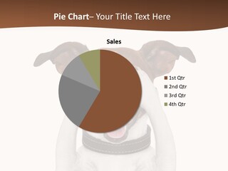 Pet Face Close PowerPoint Template