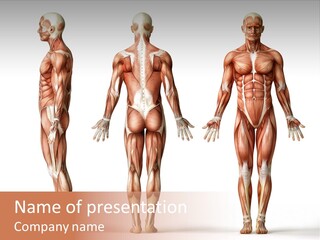 System Anatomical Human PowerPoint Template