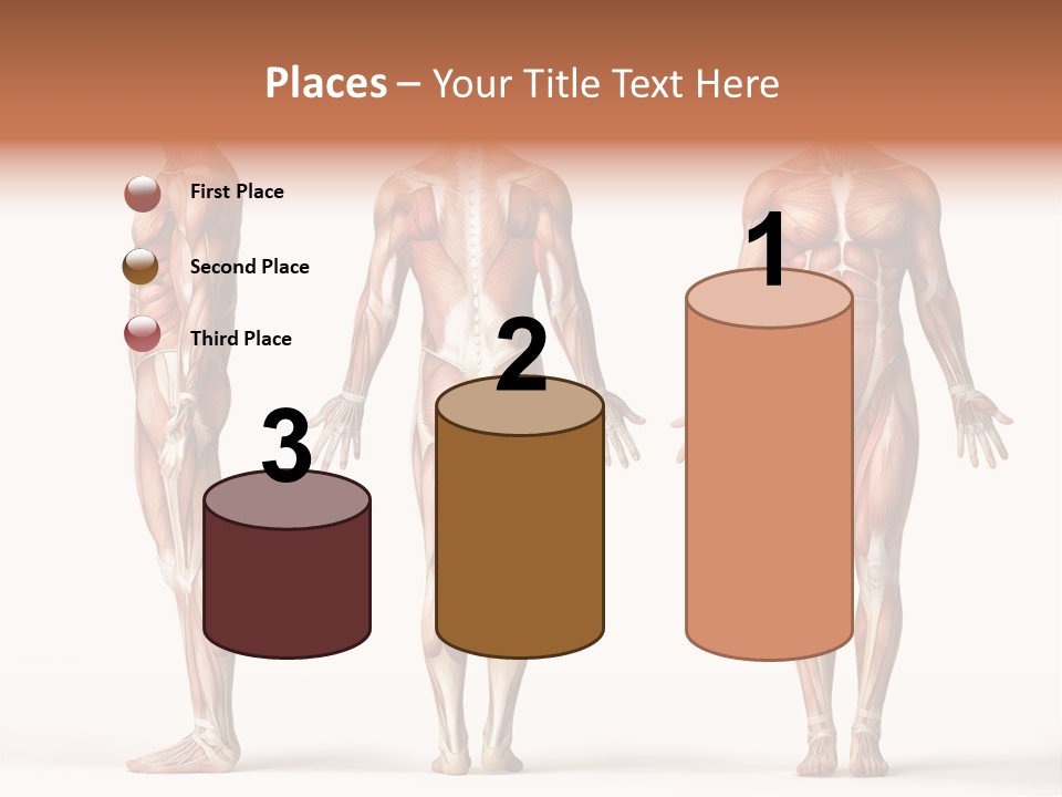 System Anatomical Human PowerPoint Template