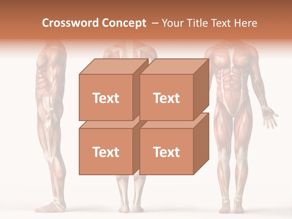 System Anatomical Human PowerPoint Template