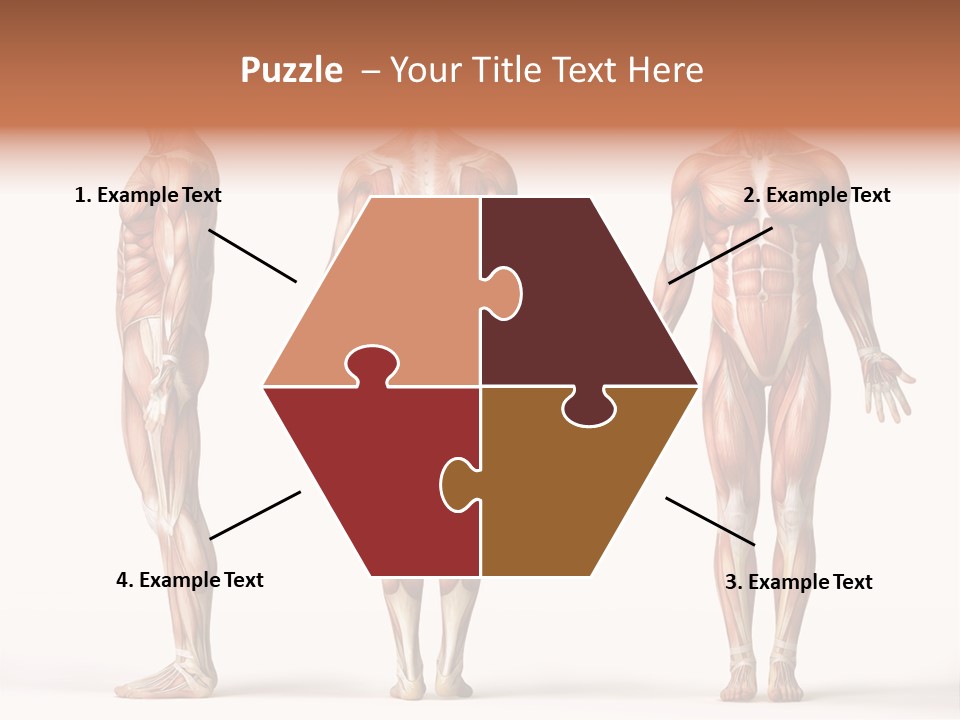 System Anatomical Human PowerPoint Template