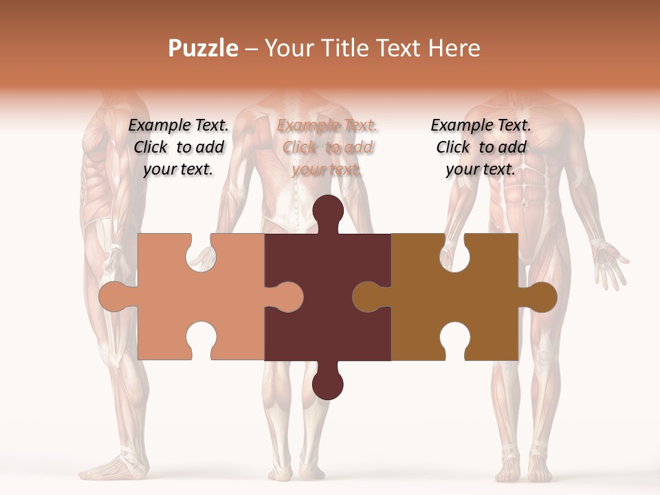 System Anatomical Human PowerPoint Template