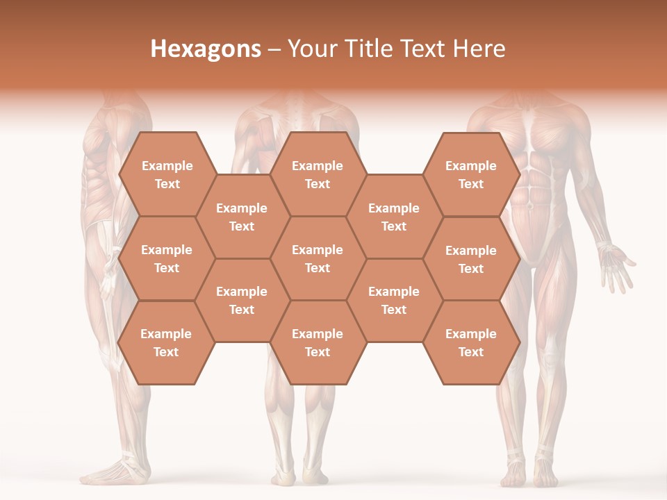 System Anatomical Human PowerPoint Template