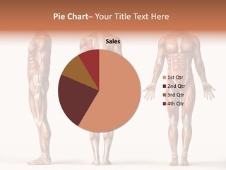 System Anatomical Human PowerPoint Template