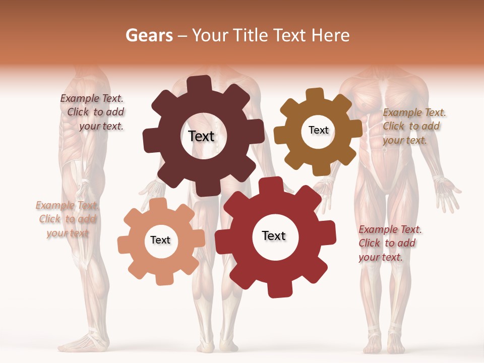 System Anatomical Human PowerPoint Template
