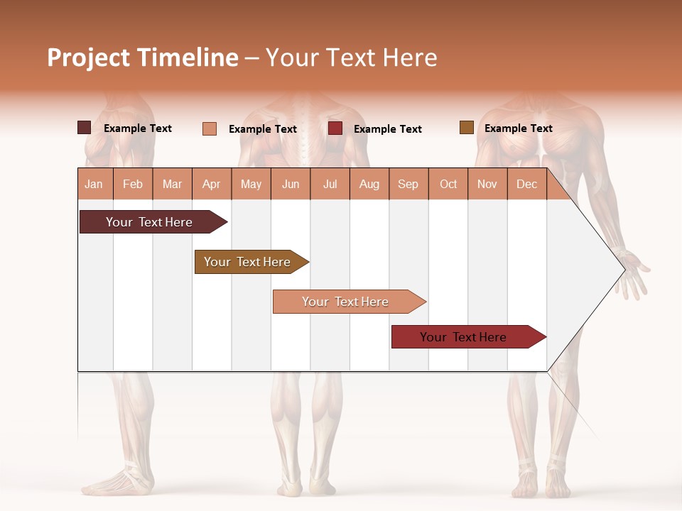 System Anatomical Human PowerPoint Template