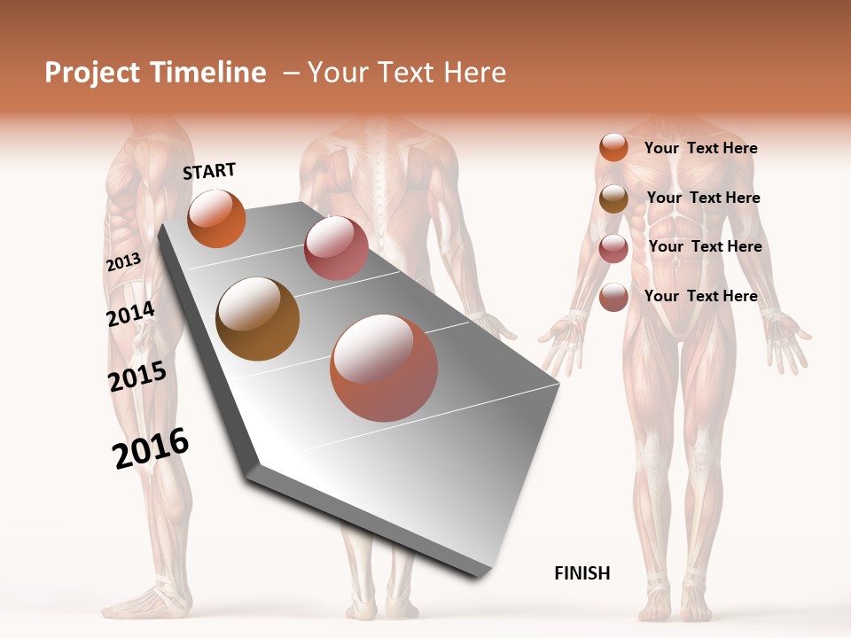 System Anatomical Human PowerPoint Template
