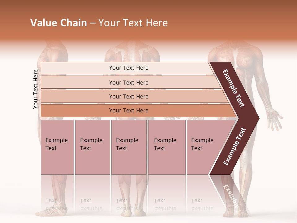 System Anatomical Human PowerPoint Template