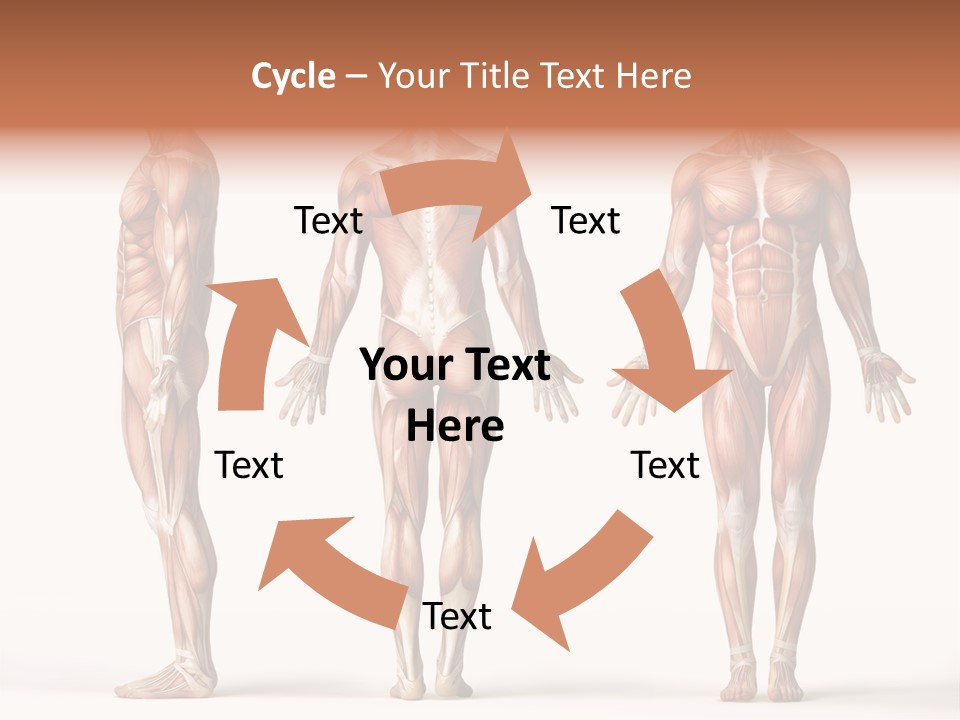 System Anatomical Human PowerPoint Template