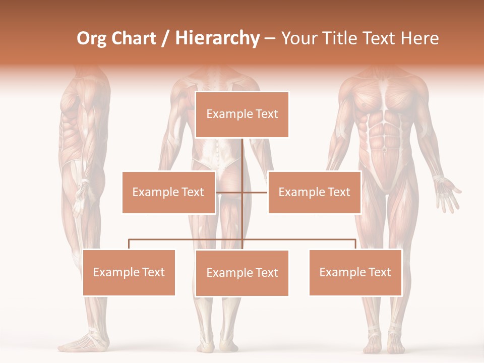 System Anatomical Human PowerPoint Template
