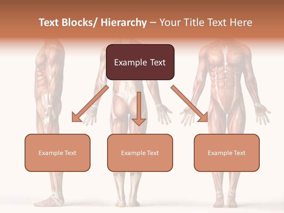 System Anatomical Human PowerPoint Template
