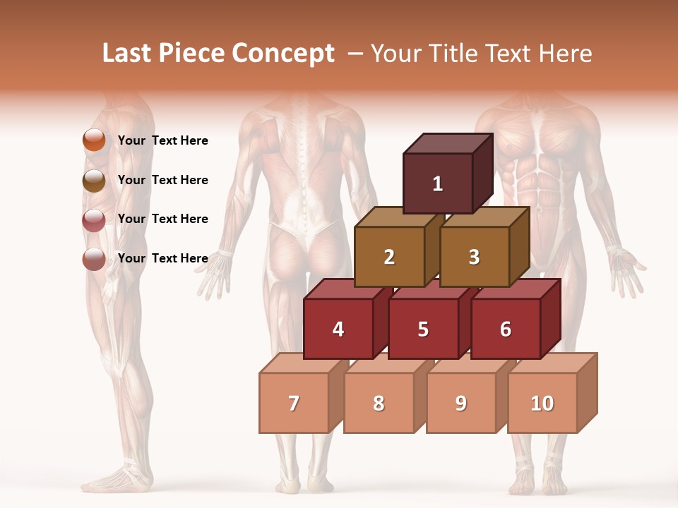 System Anatomical Human PowerPoint Template