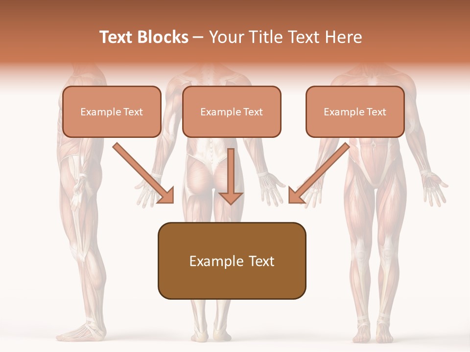 System Anatomical Human PowerPoint Template
