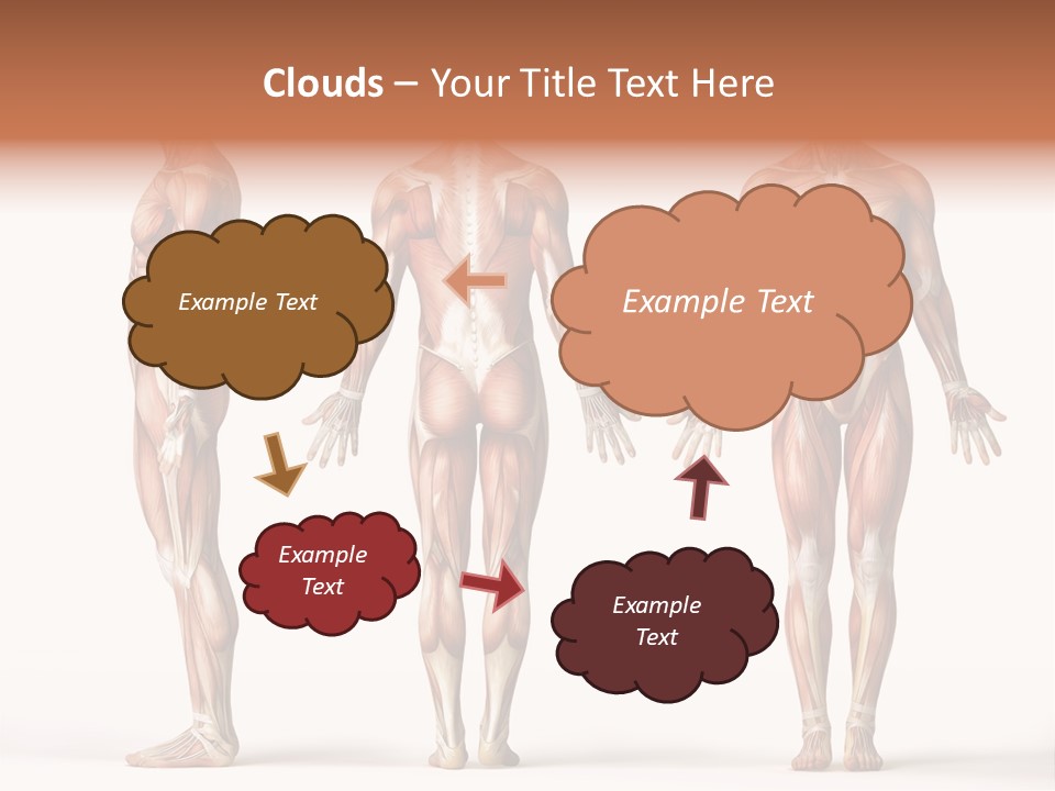 System Anatomical Human PowerPoint Template